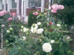 Imrankhan flowers19